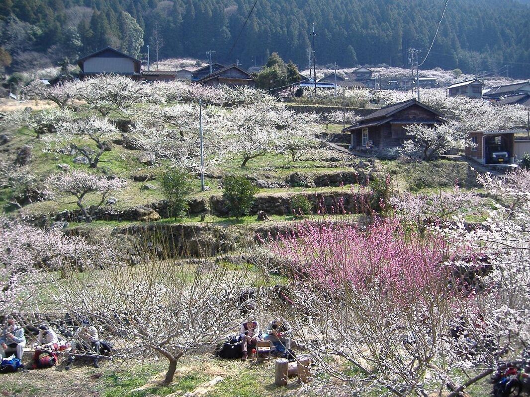 川売梅の里