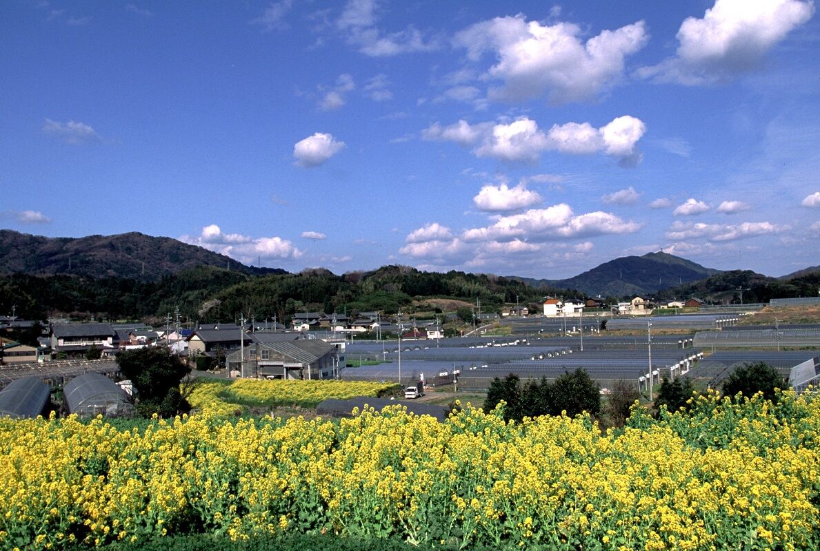 菜の花と五井山