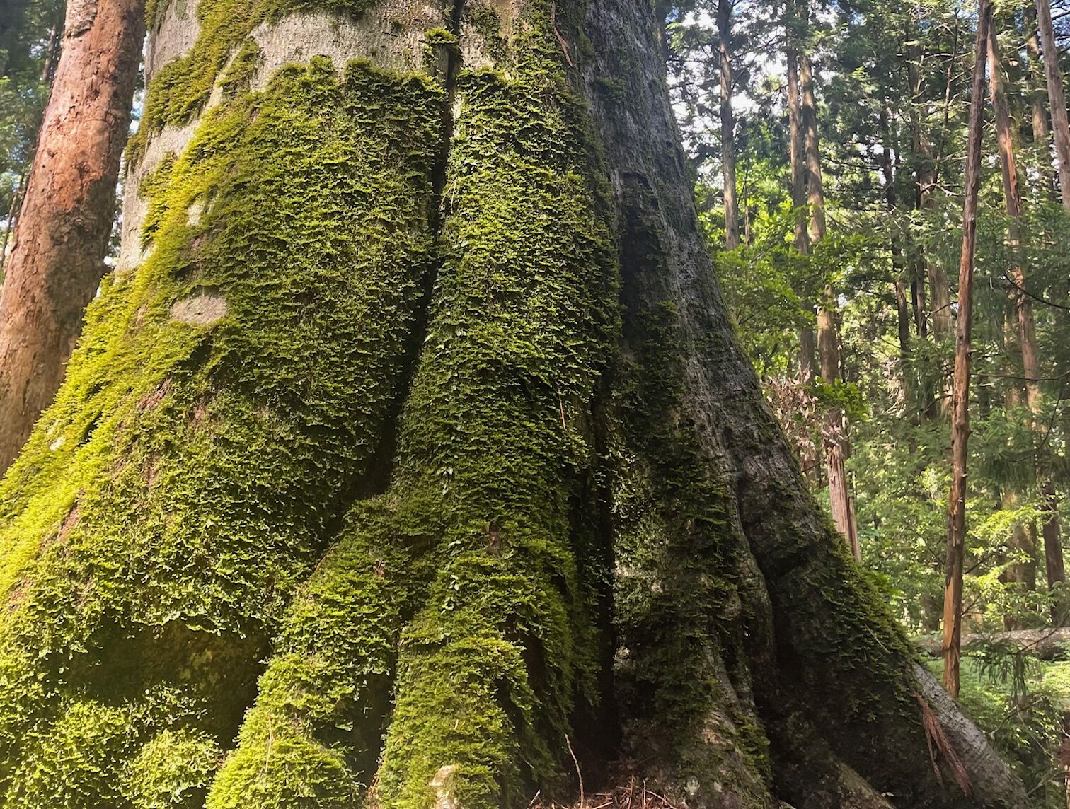 ～巨木に逢える町したら～巨木めぐり　ブナコース